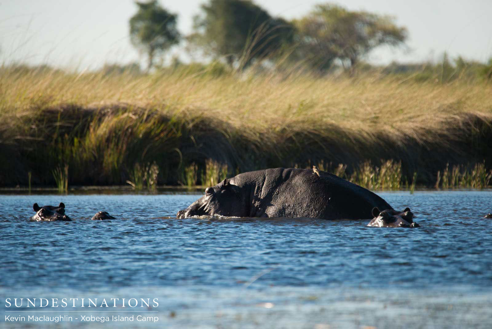 Hippos Mate Xobega Botswana