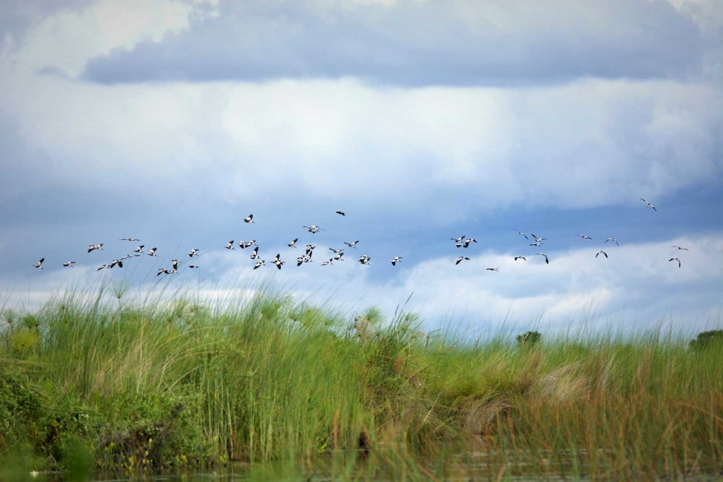 Blacksmith lapwings in flight