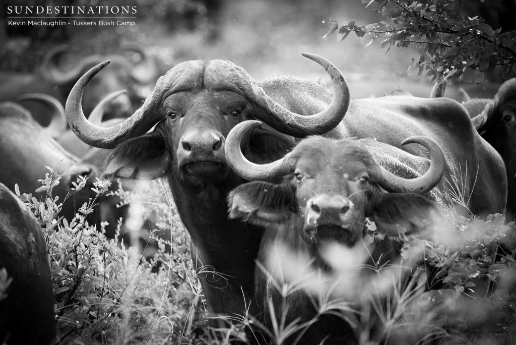 Buffalo herd in the Tuskers concession