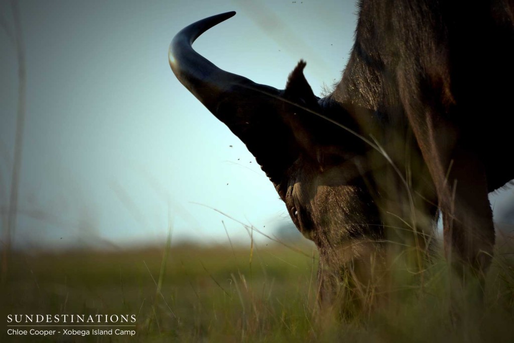 Buffalo grazing in the Delta