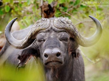 Buffalo bulls that group together are commonly known as dagha boys, which originates from their habit of rolling in mud – ‘dagha’ is the word for mud in Zulu, therefore, giving them this apt nickname! In the Delta, buffaloes are in heaven where they have abounding grass plains to graze on and many waterways and […]