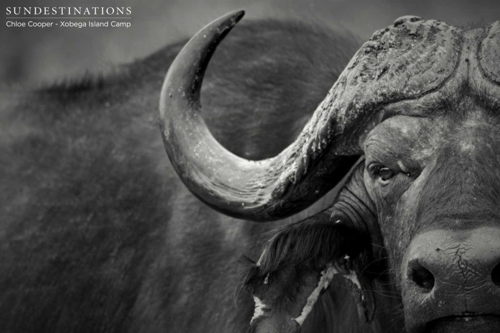 The ominous stare of a buffalo bull