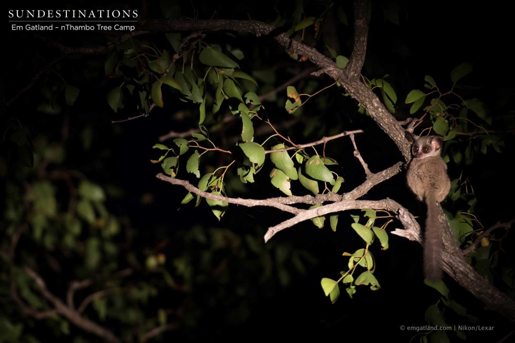 Bush baby illuminated on night drive in the Klaserie