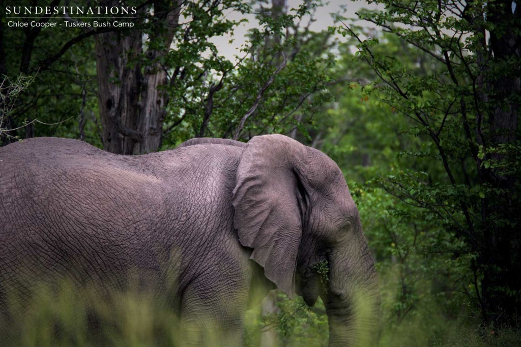 Elephant disappearing into the mopane
