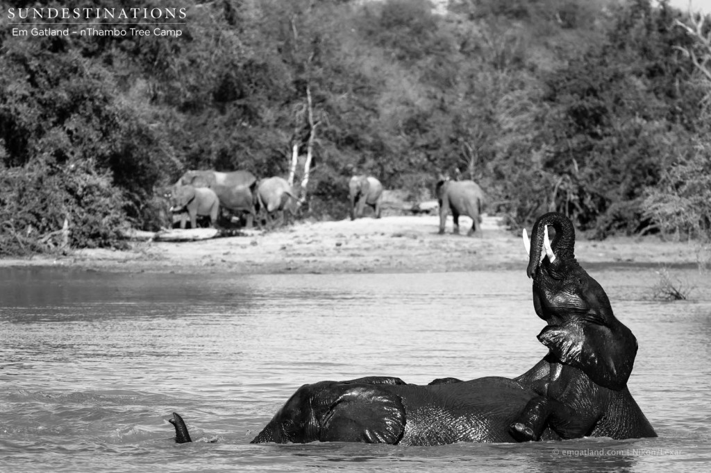 Elephants engaging in socialisation behaviour, leaving onlooking guests in awe