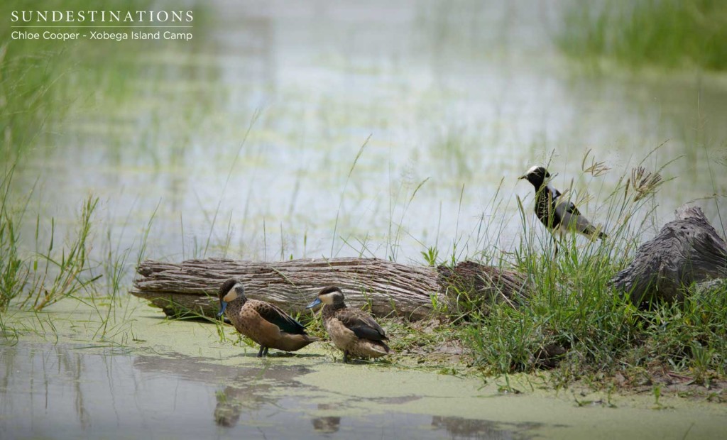 Hottentot teals and blacksmith lapwings