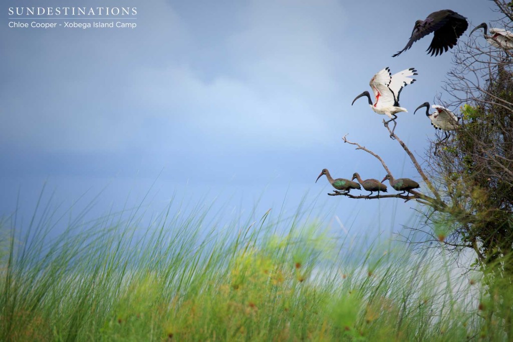 Sacred and hadeda ibises