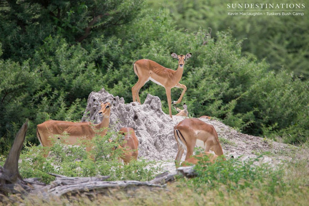 Impala poses on top of a termite mound