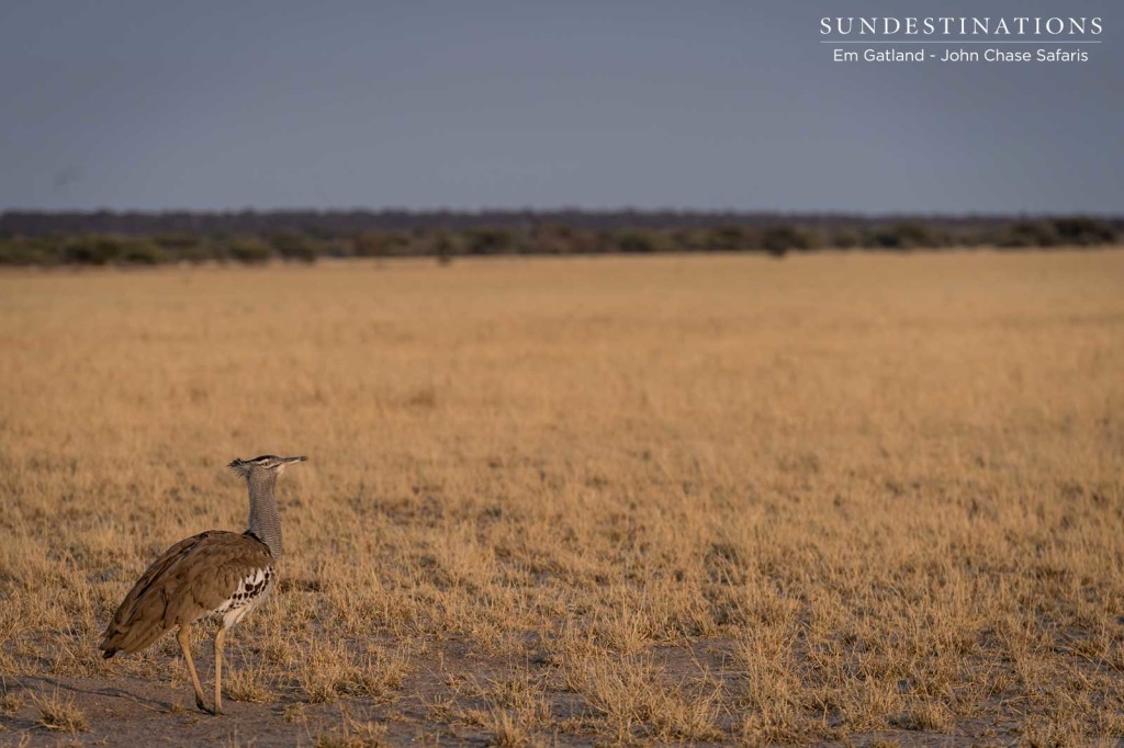 The world's heaviest flying bird, the kori bustard, elegant in the afternoon sun