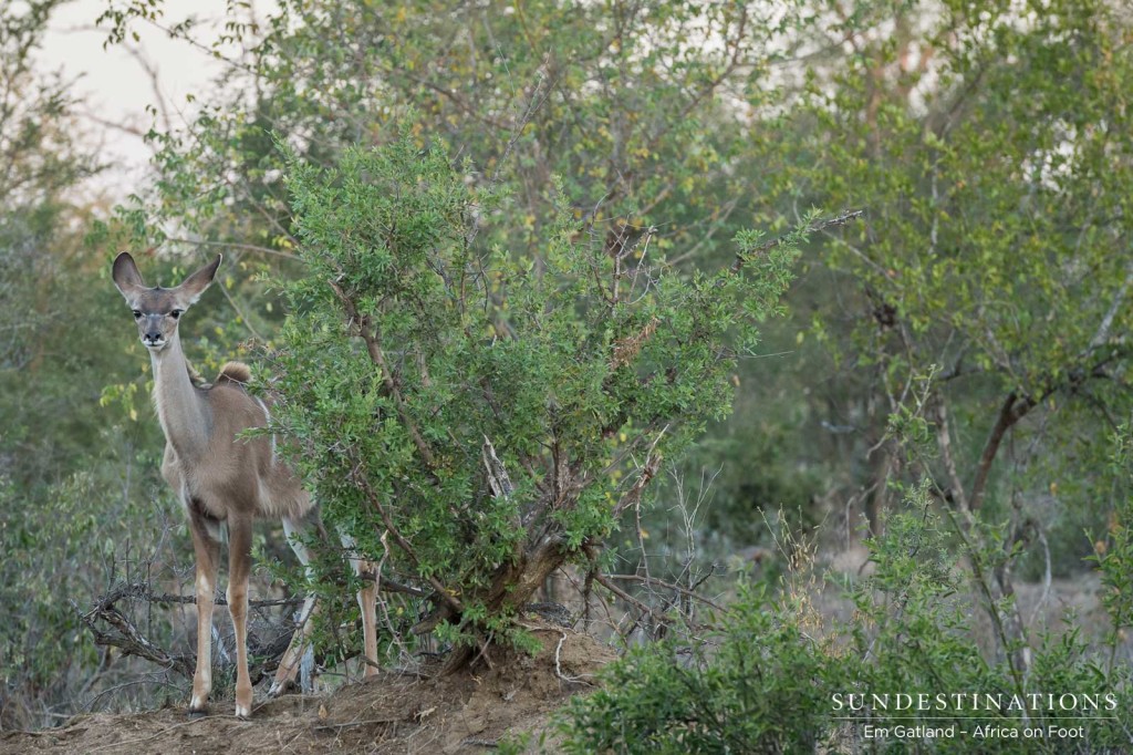 A young kudu stands shyly in the thicket just long enough to capture the moment before dashing off into the bush