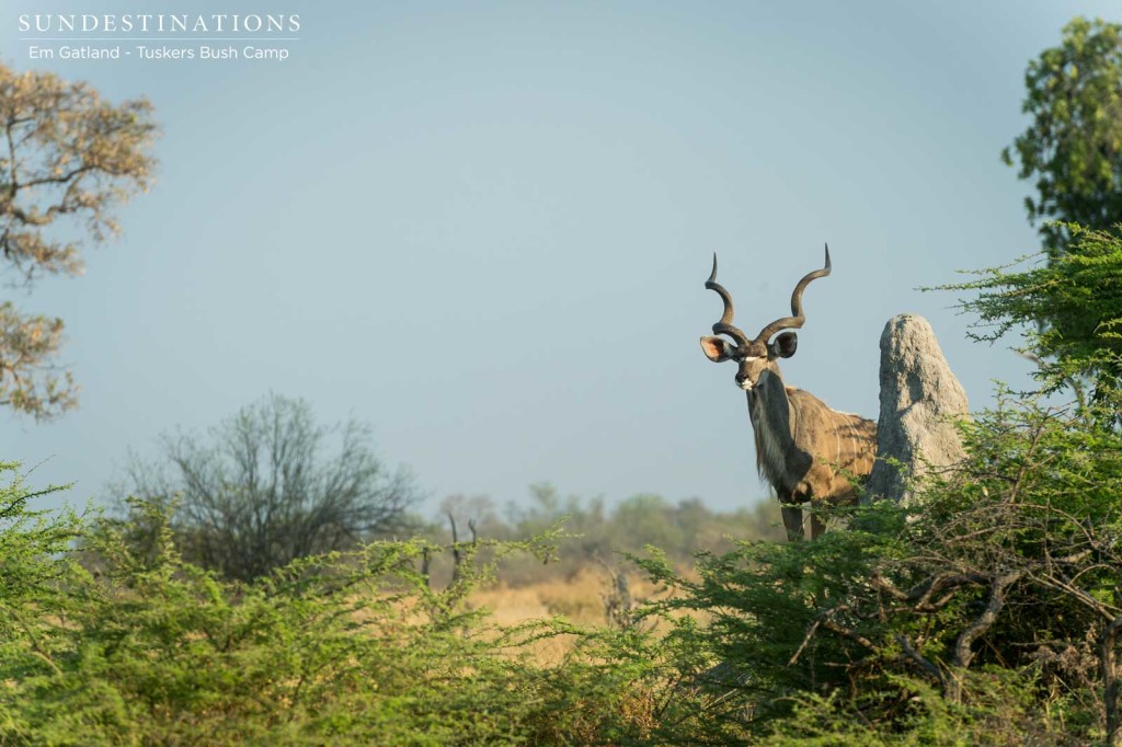 A regal male kudu takes in the view from on top of a termite mound