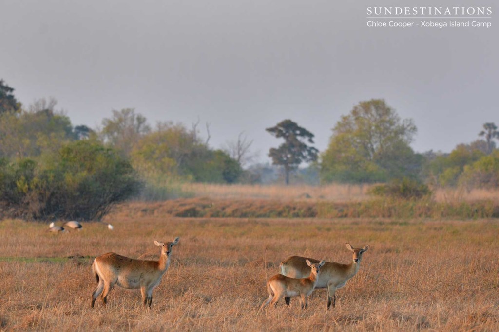 Lechwe family with wattled cranes in the background