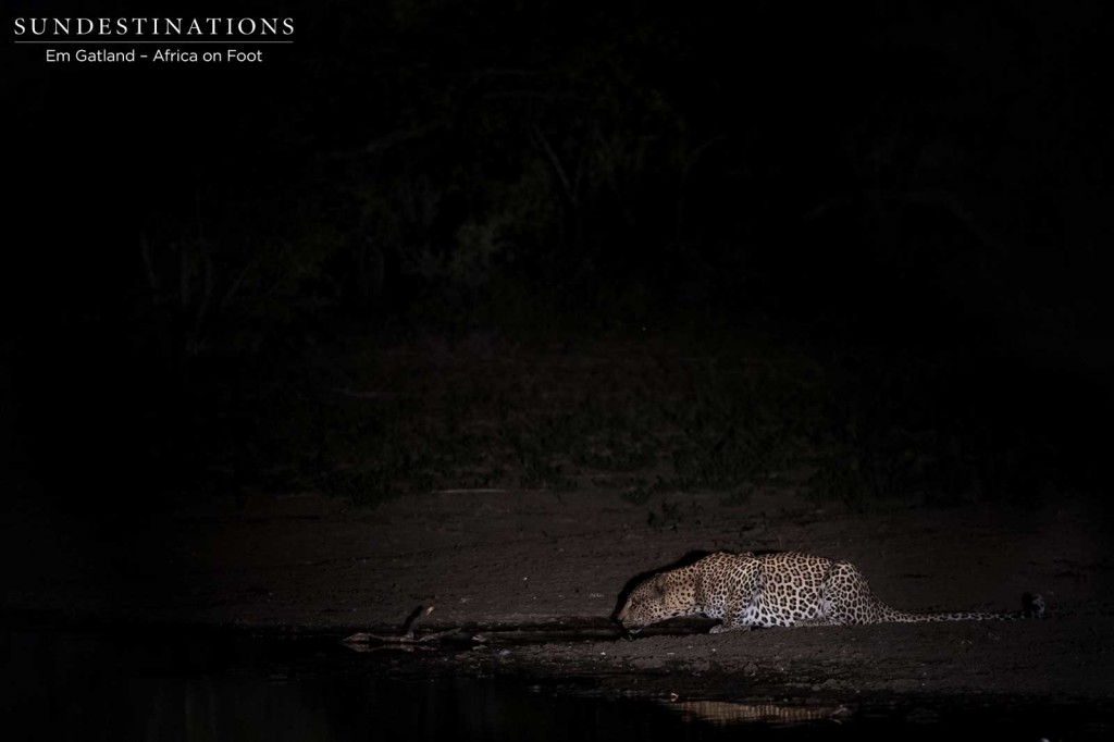 A leopard stops to drink at a pan after feasting on an impala kill in the Klaserie