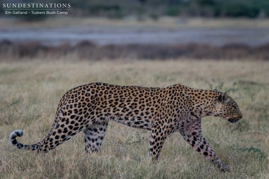 A leopard stalks through the dusk light