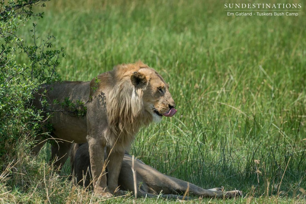 A young male lion licks his lips as the pride rests on the edge of a waterhole