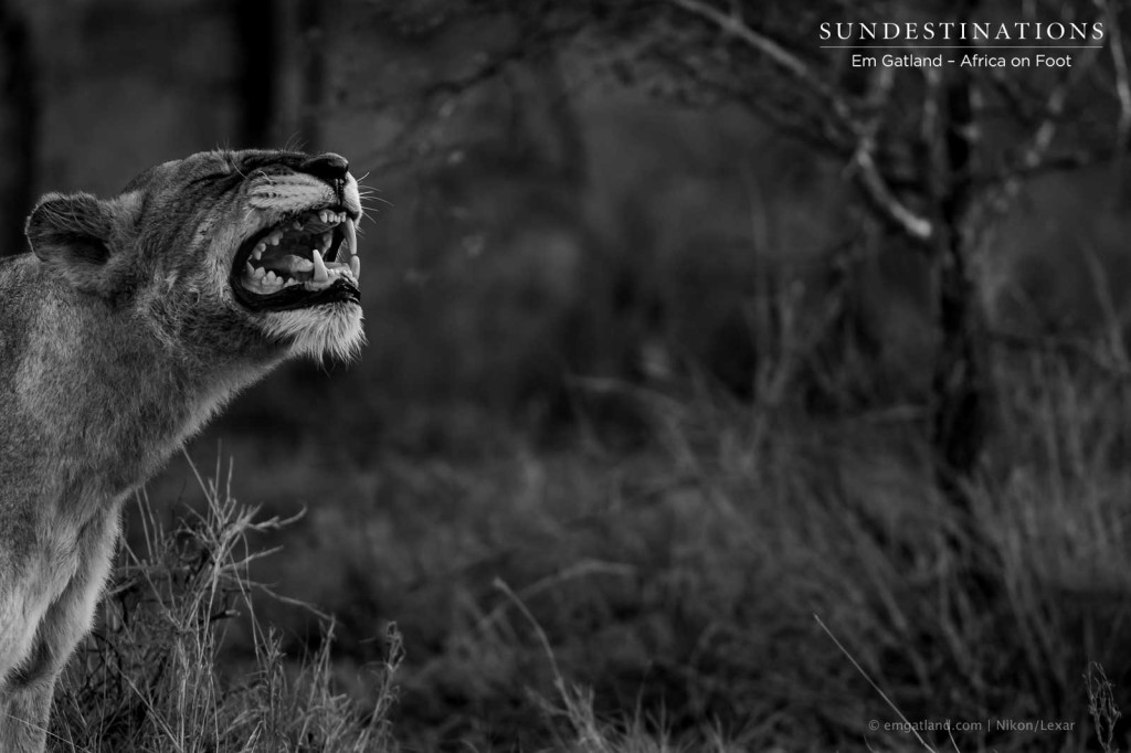 A lioness poses in the act of the Flehmen grimace