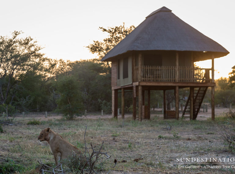 When Animals Walk Through the Klaserie Camps