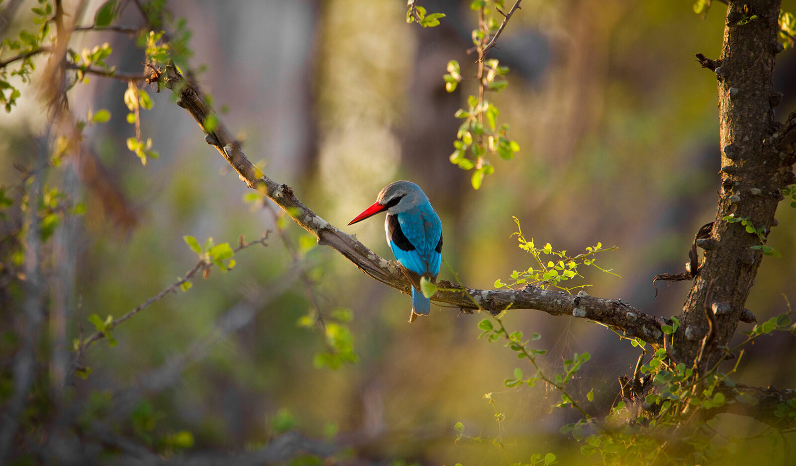 Woodland Kingfisher