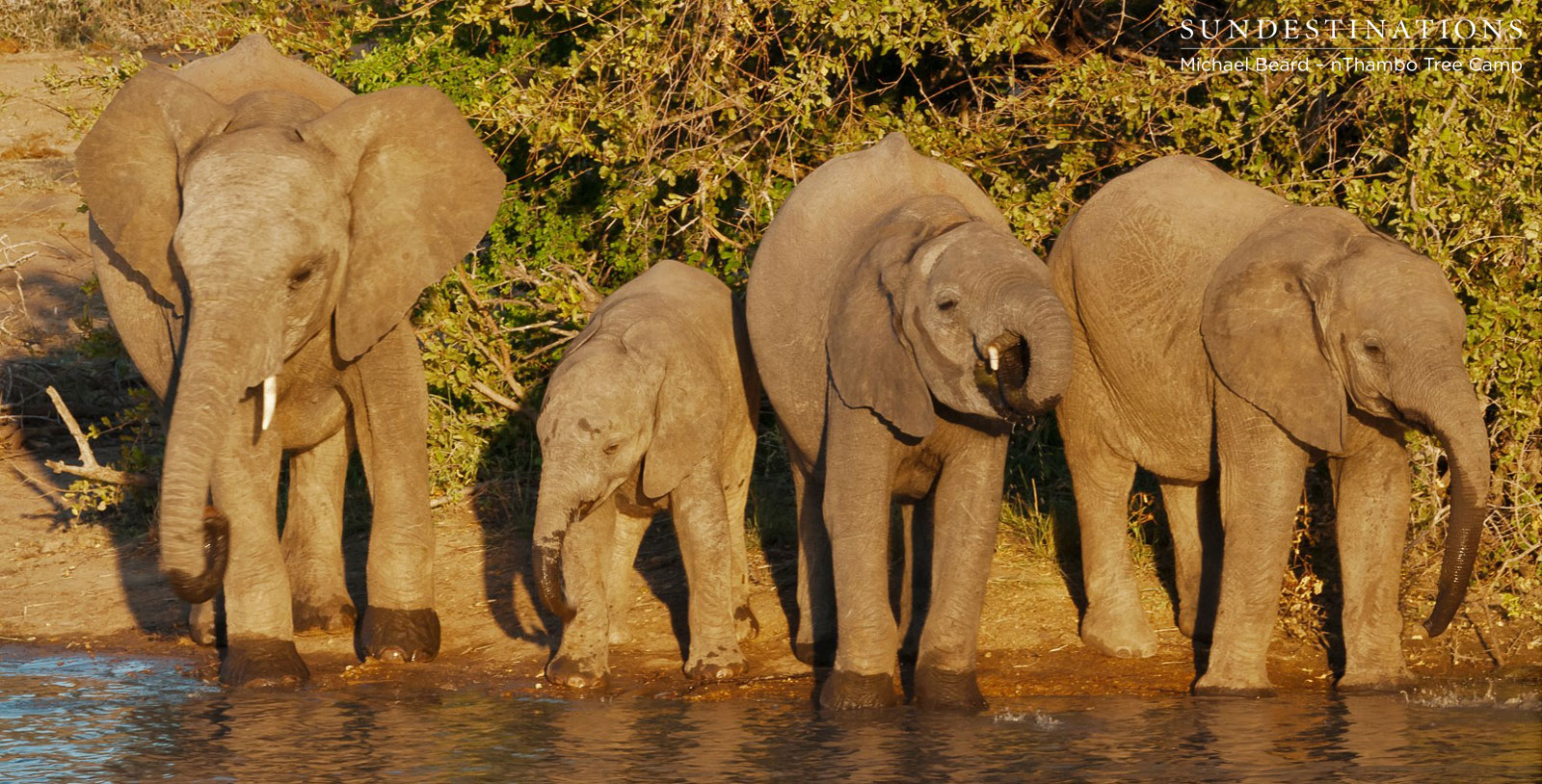 nThambo Elephant Herd