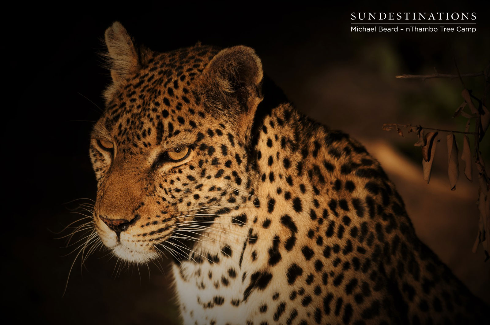 nThambo Cleo Leopard