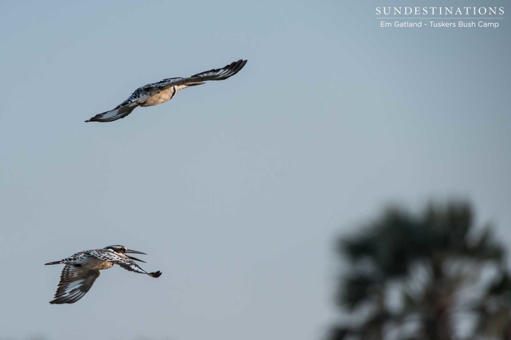 Pied kingfishers take flight above a waterhole