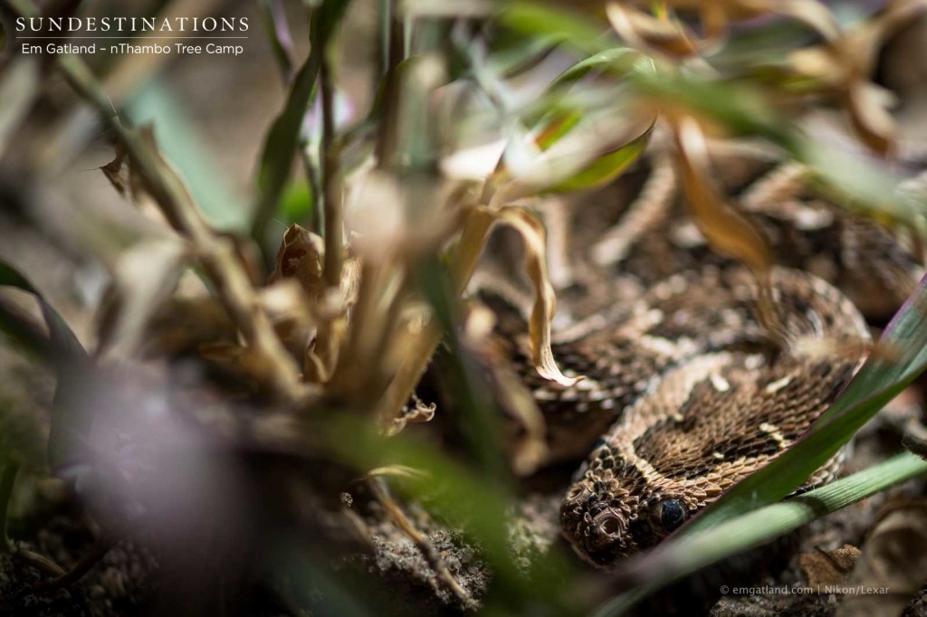 A puff adder camouflages itself in the grass showing us to keep our eyes peeled!