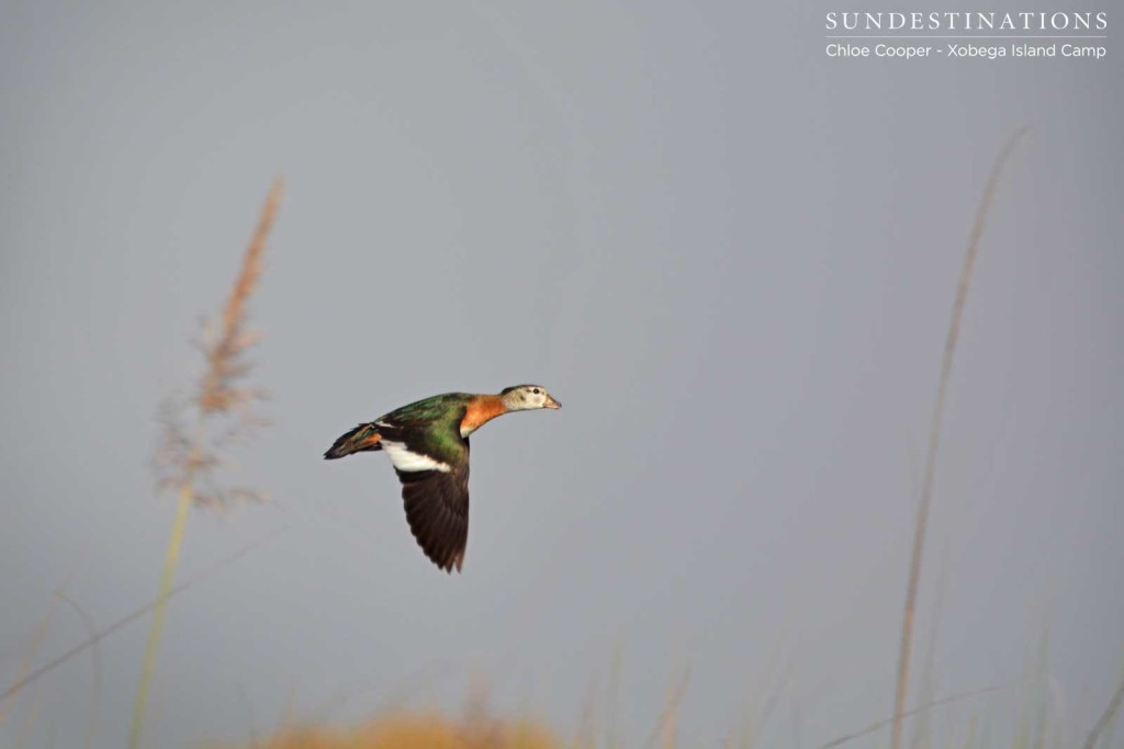 Pygmy goose in flight