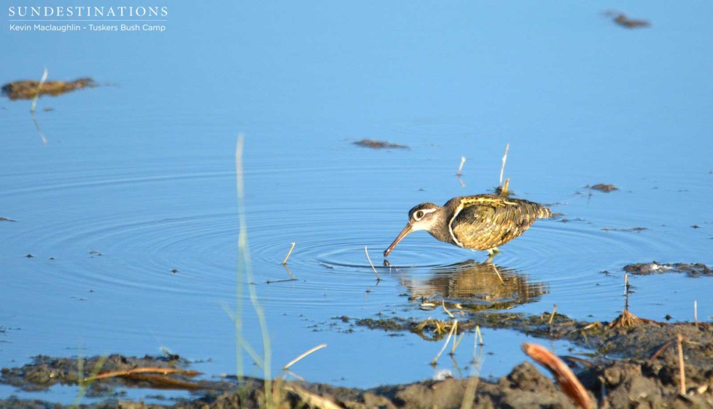 Male greater painted snipe at Tuskers Bush Camp