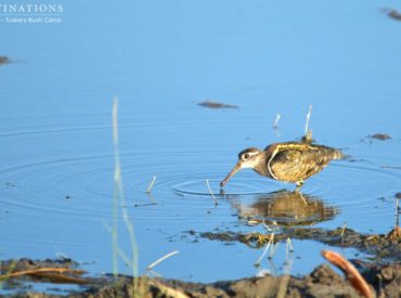 The greater painted snipe is a fascinating and unusual species of wader occurring in the marshy wetlands of Botswana and elsewhere. It is not a commonly seen bird, so when guests at Tuskers Bush Camp caught these two males wading and feeding in a pan in the privately owned concession east of the Moremi Game […]