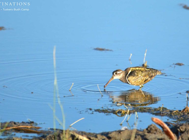 Birdwatching in Botswana: Greater Painted Snipe