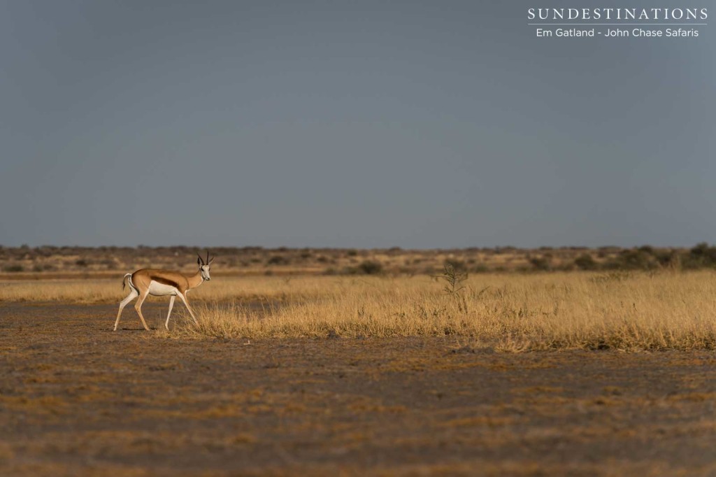 The springbok antelope, named for its incredible ability to jump and stot.