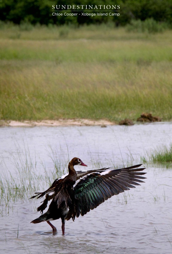 Spurwing goose drying its wings