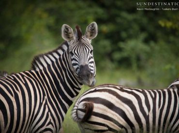 Even better than being located in one of Botswana’s best game viewing regions, is being located in a private concession spanning 365 000 hectares of mixed mopane woodland, tall mopane forests, kalahari acacia, and waterhole networks on the eastern border of Moremi Game Reserve. The wild, unfenced nature of Botswana’s national parks and game reserves […]