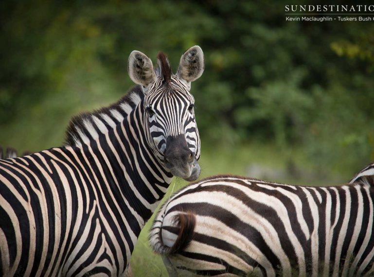 All in a Game Drive at Tuskers Bush Camp