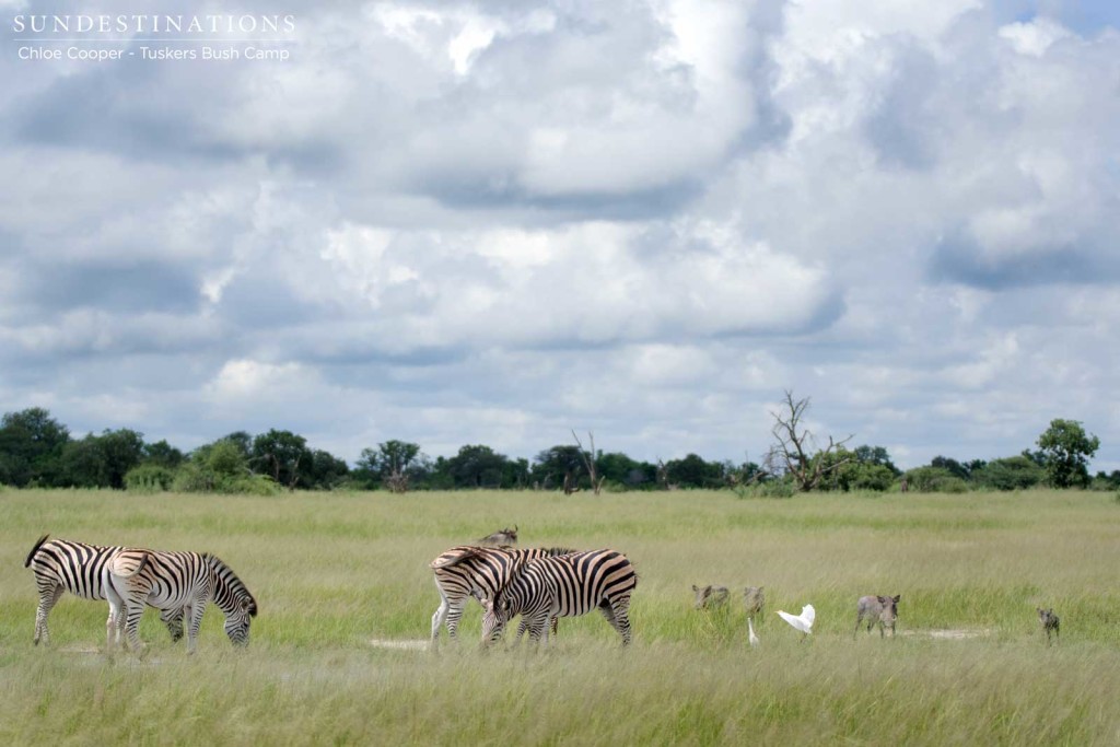 Zebra and warthog graze side by side in an open area