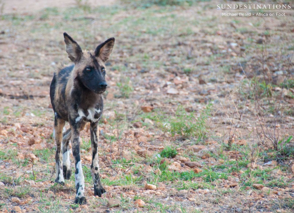 Regular sightings of African wild dogs in the Klaserie