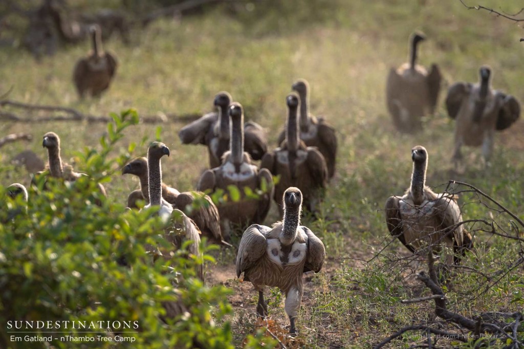 A gang of vultures makes its entrance and heads determinedly to a ripe carcass