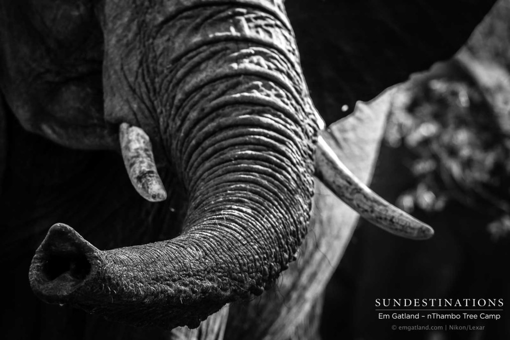 A moment with an inquisitive elephant tenderly testing the air with her trunk