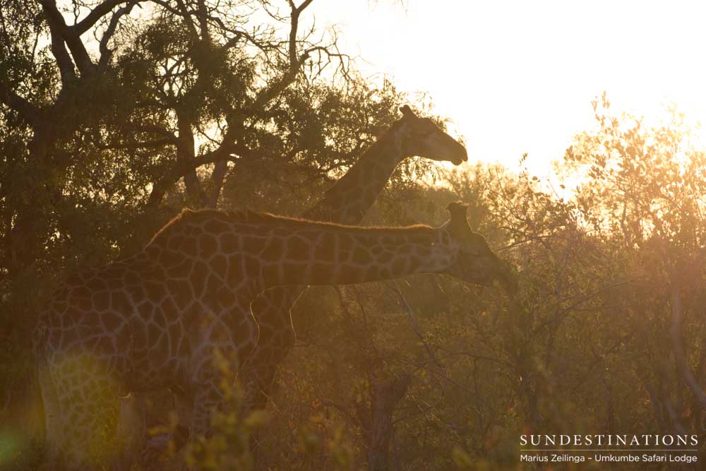 A pair of giraffe browses happily among the thorns of their favourite acacia tree
