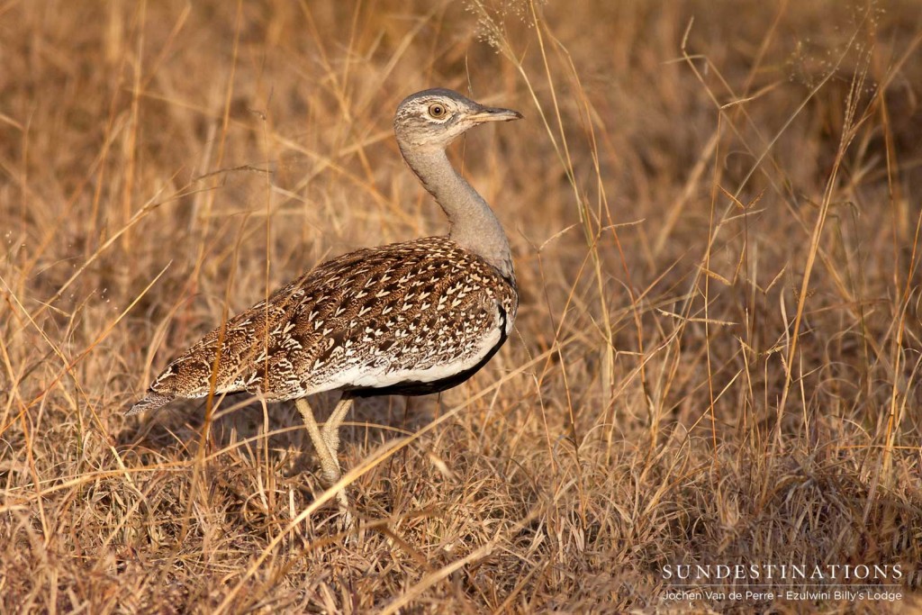 A red-crested korhaan investigates its admirers after putting on its famous 'suicide bird' display