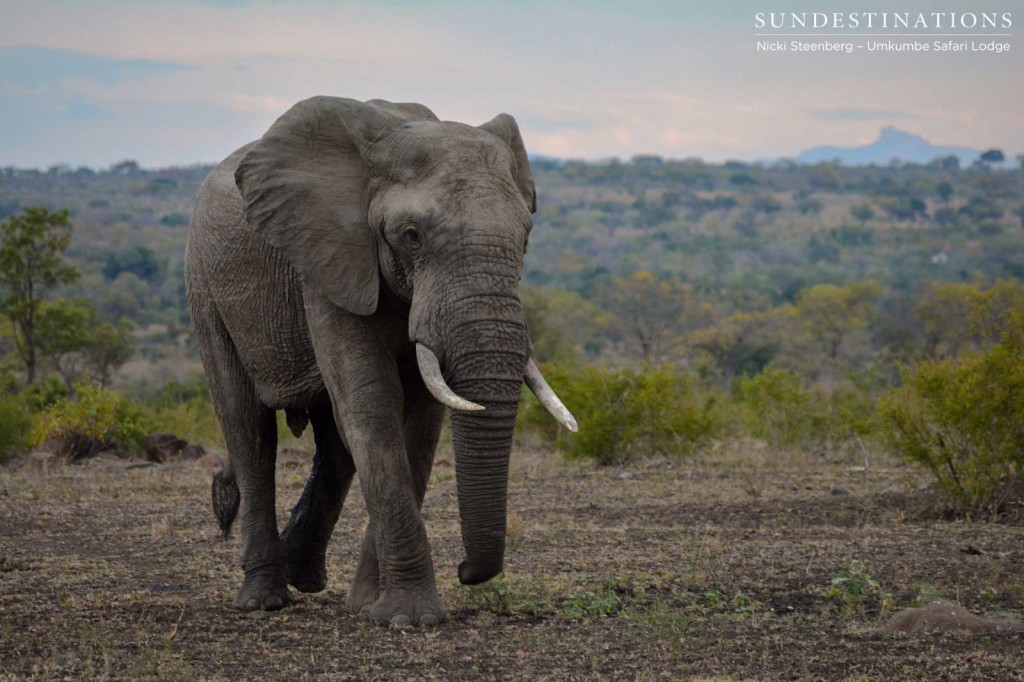 A solo bull elephant strides across the Sabi Sand