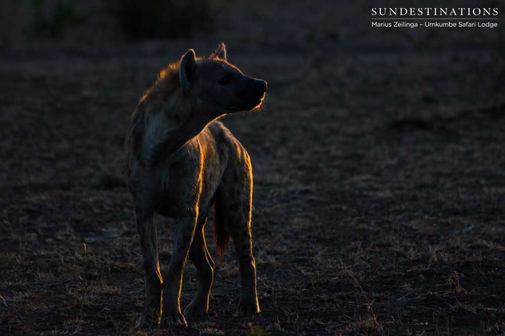 A spotted hyena boasts a golden outline in the near-darkness