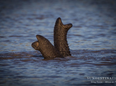 Maurice Sendak famously wrote and illustrated a children’s book called “Where the Wild Things Are”, which shot to fame in the early 1960’s. We’ve decided that his inspiration surely must have been Botswana and Kruger during the winter time. This week in pictures, we’ve received endless wildlife reports – it appears Botswana and Kruger are pumping […]