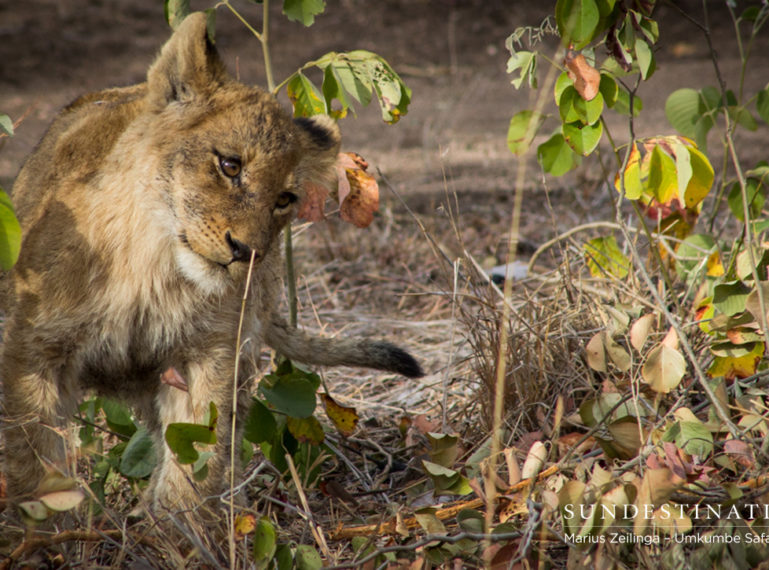 Sabi Sand Lion Cubs Put on a Show for Umkumbe Rangers