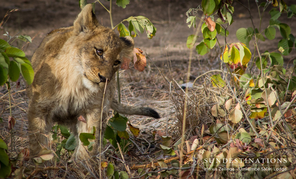 Southern Cubs