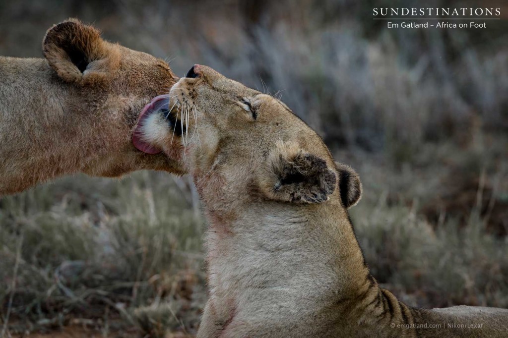 Ross Breakaway lionesses grooming each other