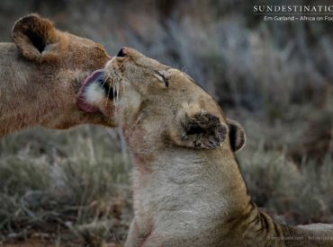 These endearing photos taken of the Ross Breakaway lionesses show their softer side, while an image of one of the females baring her teeth shows her true colours… They are wild cats, of course, and they survive on live prey, but their bond as sisters appears to be unbreakable. We have watched them over the years as they […]
