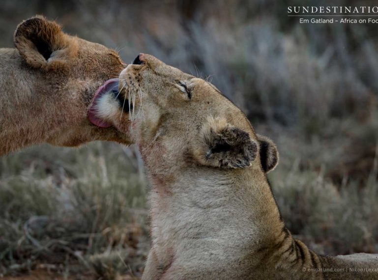 Ross Breakaway Lionesses: #BestFriendsForever