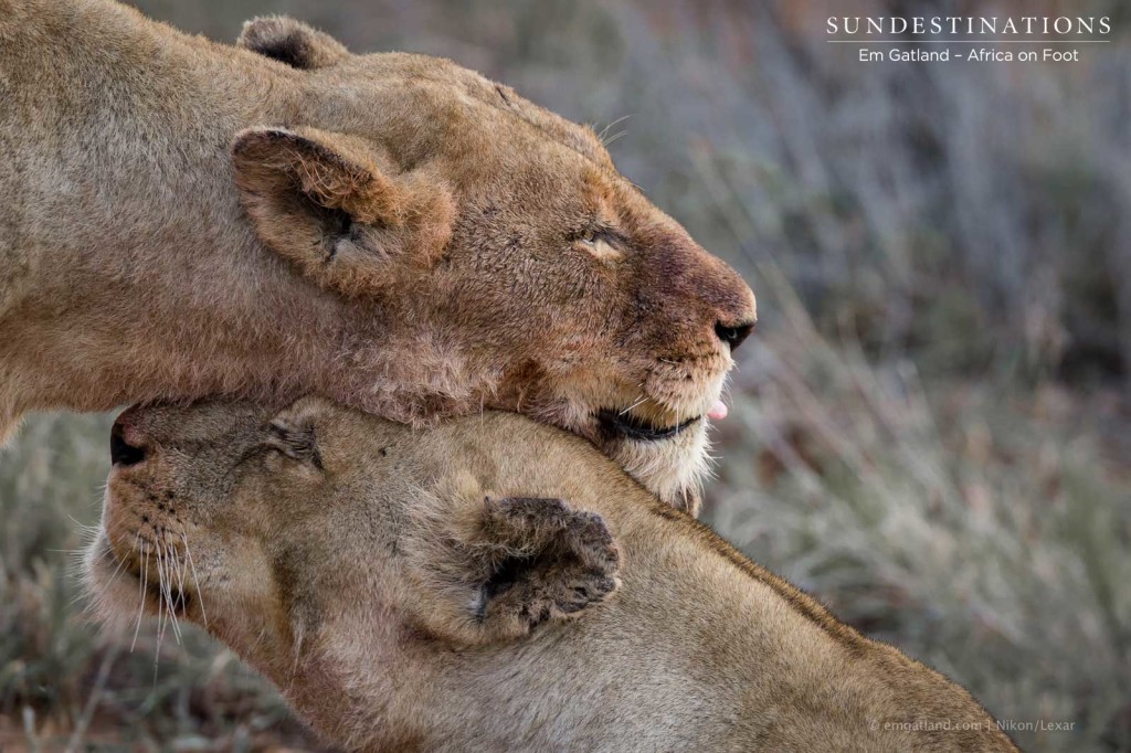 Two peas in a pod: Ross Breakaway lionesses