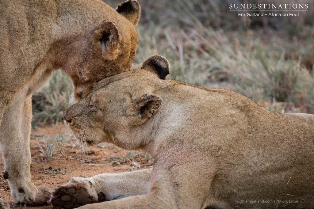 Ross Breakaway lionesses greeting each other after a nap